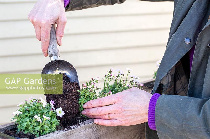 Woman adding compost between the plants in top of pallet. 