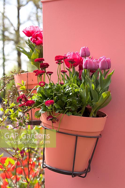 Pot of spring flowering plants mounted to pink painted wall. 