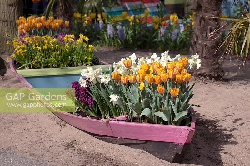 Wooden boat under a palmtree in the sand filled with colourfull Tulipa, Hyacinth and Narcissus.