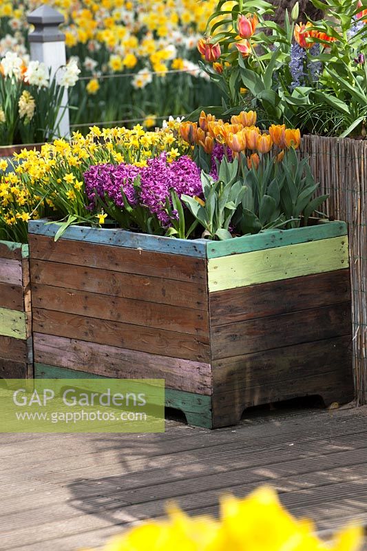 Wooden planter filled with Tulipa, Narcissus and Hyacinth. 