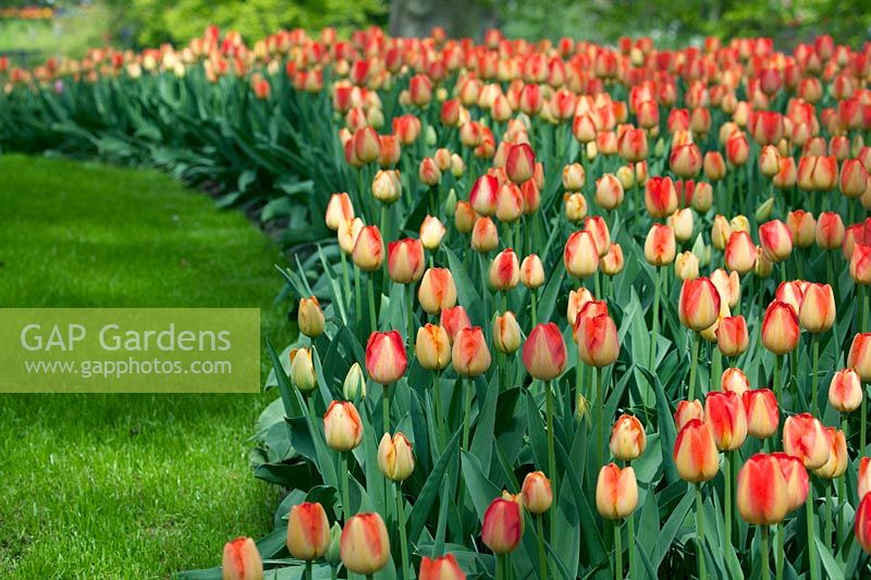 View of mass-planted Tulipa in border.