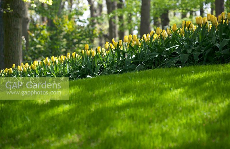 Yellow Tulipa planted in the lawn of the parc of the Keukenhof.