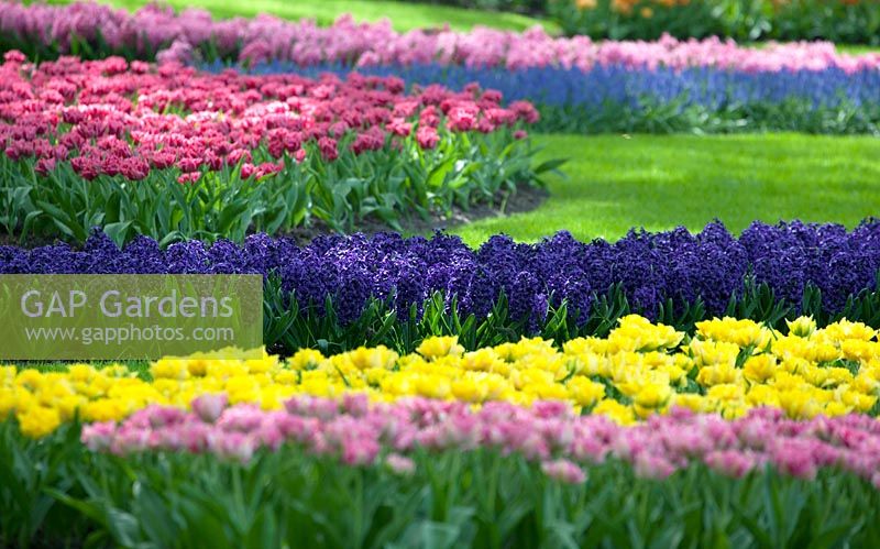 Tulipa and Hyacinth planted in the lawn of the parc of the Keukenhof.