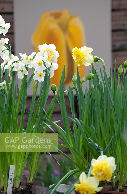 Narcissus - daffodils. De Tulperij: Dutch nursery of Daan and Anja Jansze at Voorhout, Holland.

