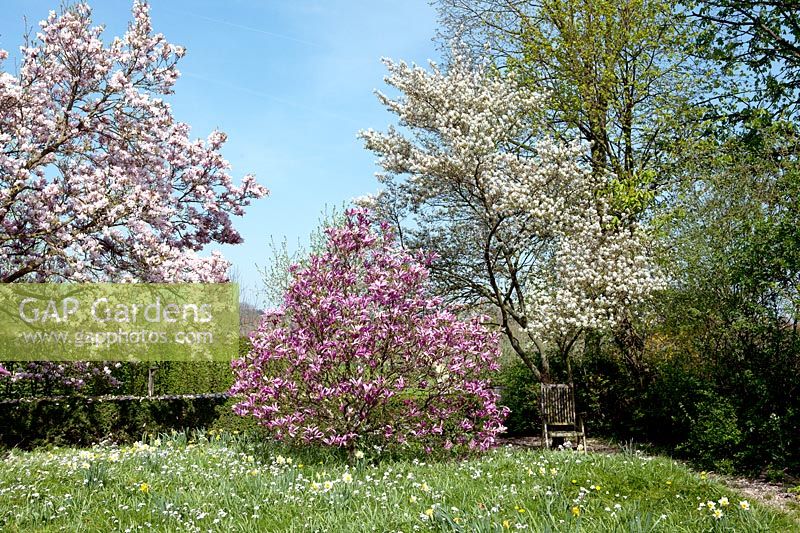 Magnolia 'Susan' and Magnolia x soulangeana in garden. 