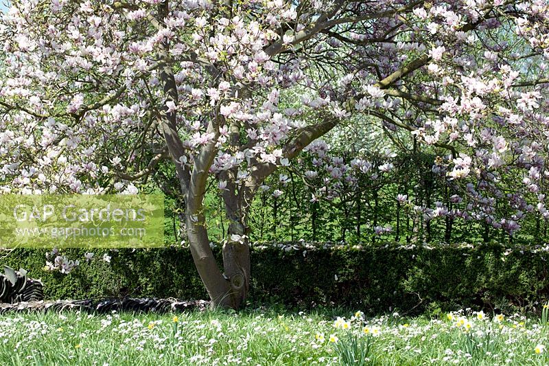 Flowering Magnolia in garden