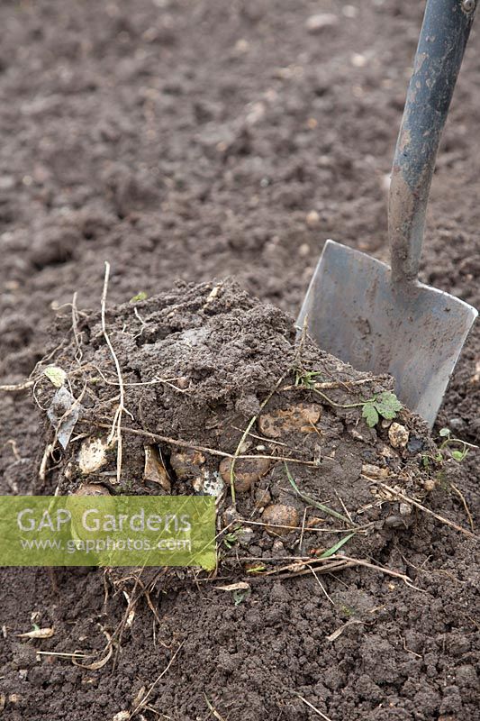 Digging out overwintering weeds with spade.