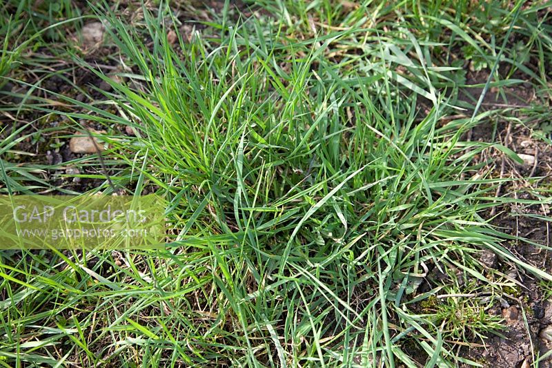 Clump of couch grass, Elymus repens.