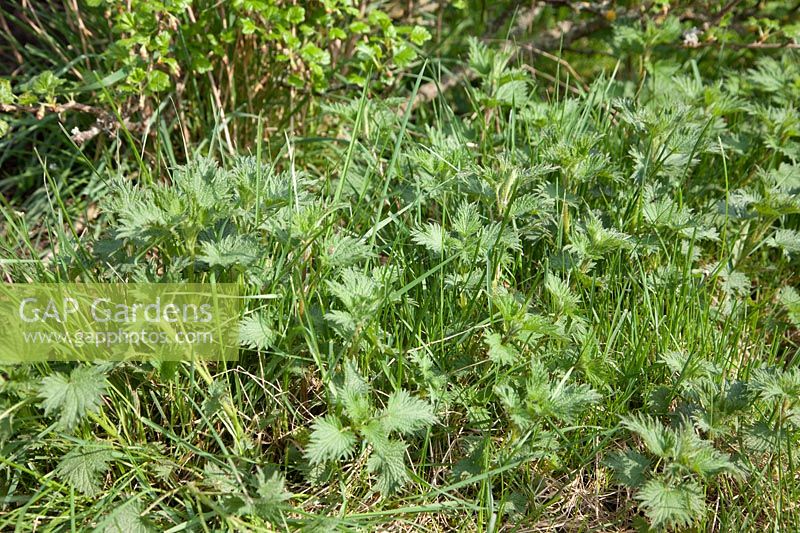 Urtica dioica - common nettle 