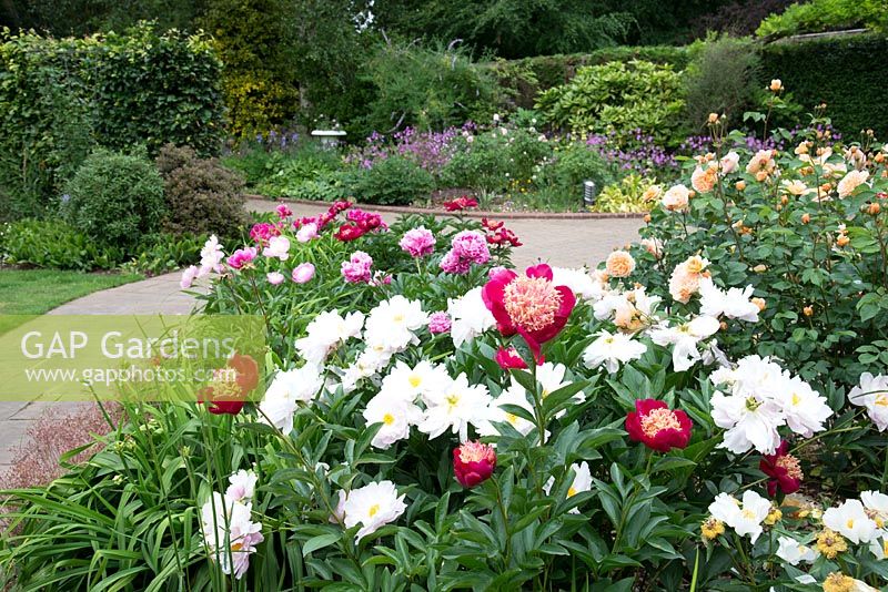 Flowerbed with flowering Peaonia - peony 