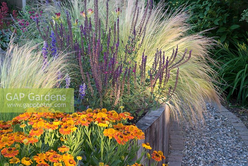 Raised wooden flowerbed planted with Stipa tenuissima Helenium 'Sahin's Early Flowerer' Salvia nemorosa 'Caradonna' and Salvia 'Mystic Spires Blue'