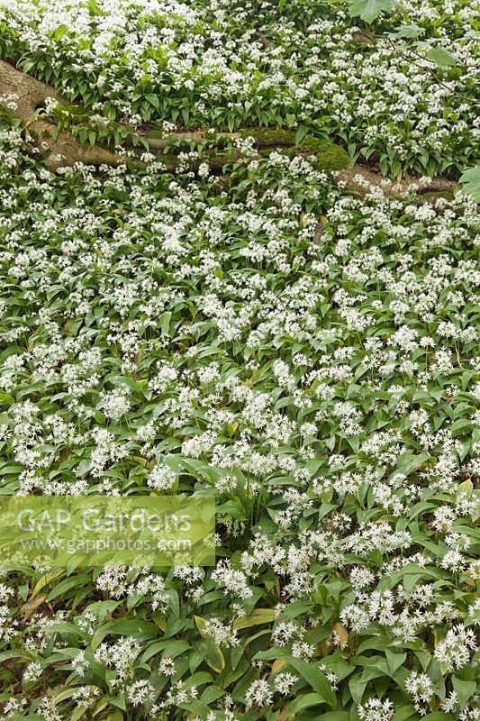 Allium ursinum - Wild Garlic or Ramsons 