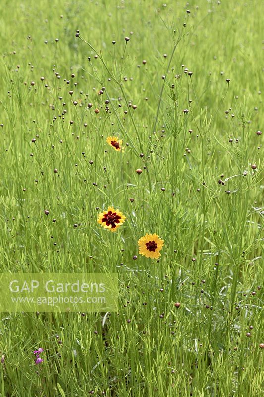 Coreopsis tinctoria in a wildflower meadow. 