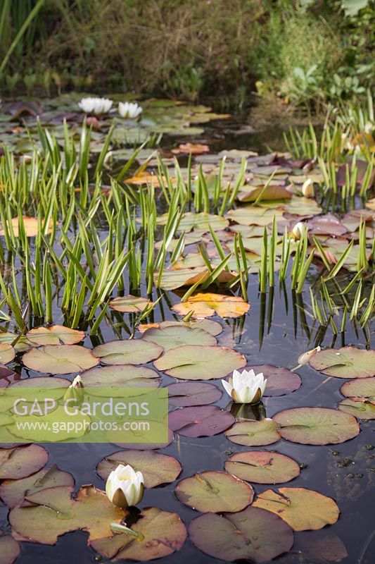 Stratoides aloides and white Nymphaea - Water soldiers and Water lilies