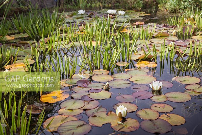 Stratoides aloides and white Nymphaea - Water soldiers and Water lilies 