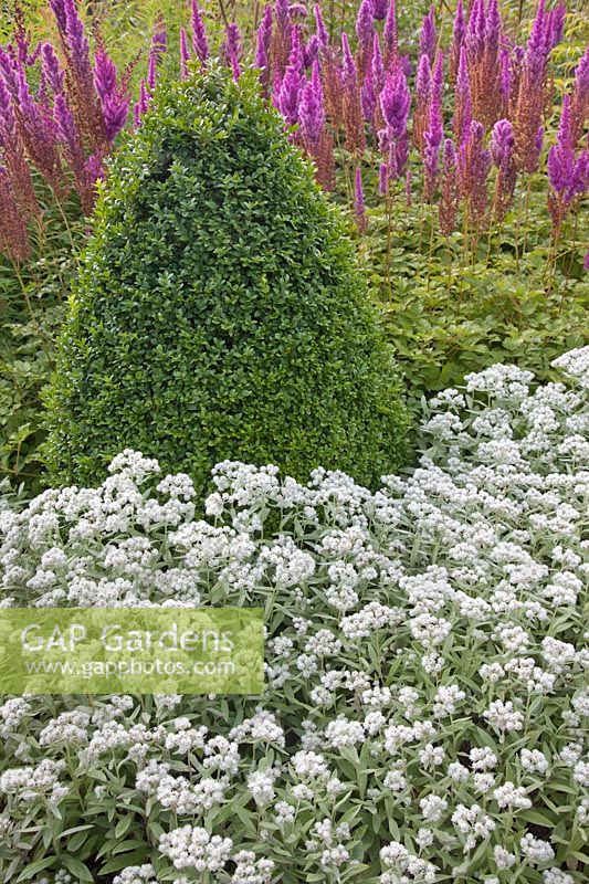 Anaphalis triplinervis 'Sommerschnee' - Summer Snow, with Buxus cone and Astilbe chinensis var taquetii 'Purpurlanze' beyond
