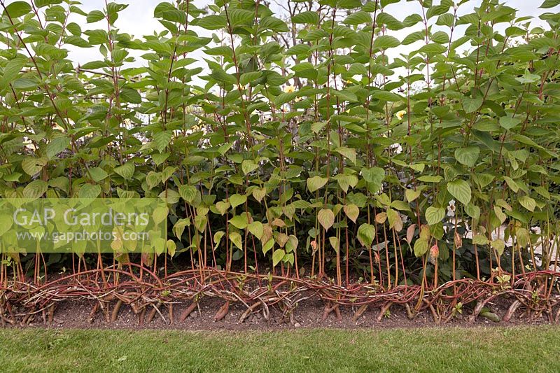 Woven Cornus used as edging to lawn 