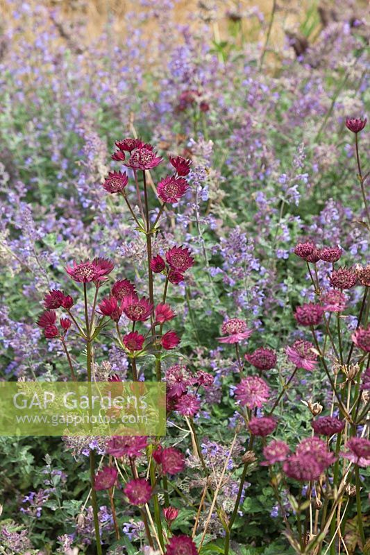 Astrantia major 'Claret' with Nepeta racemosa 'Walkers Low' behind - Masterworts and Cat Mint 