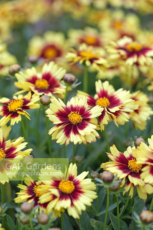 Coreopsis 'Uptick Yellow And Red' - Tickseed 
