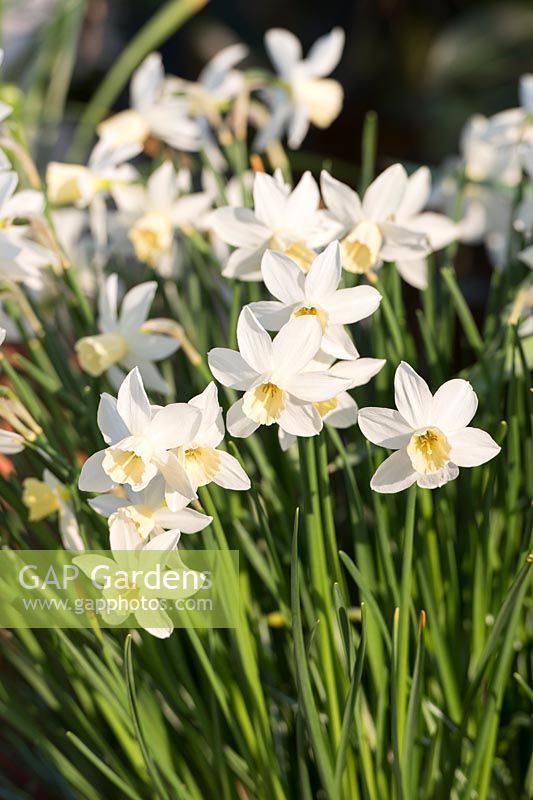 Narcissus 'Sailboat' - Daffodils AGM