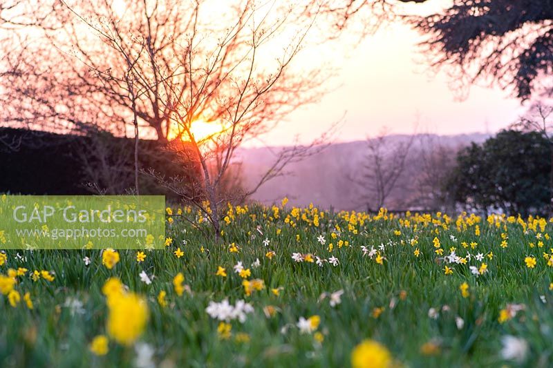 Meadow with white and yellow Narcissus at sunset