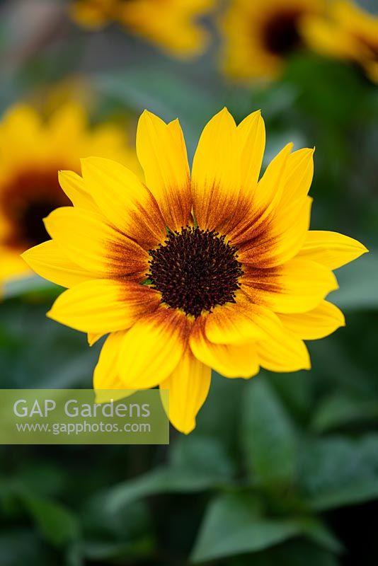 Helianthus - sunflower 'Sunbelievable Brown Eyed Girl'