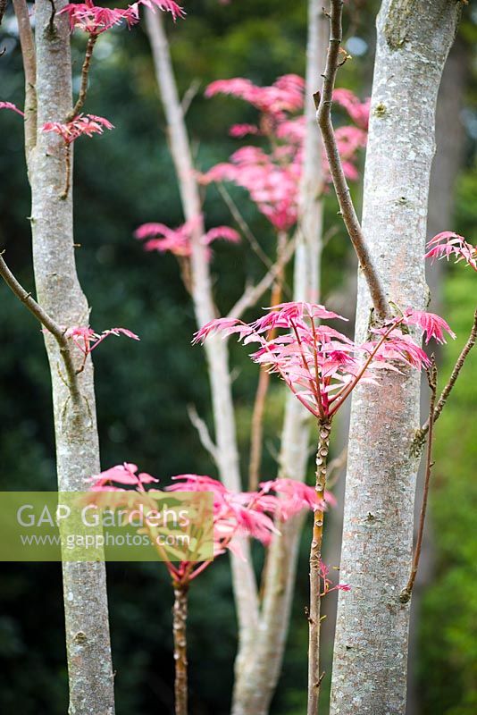 Toona sinensis 'Flamingo' - Chinese cedar