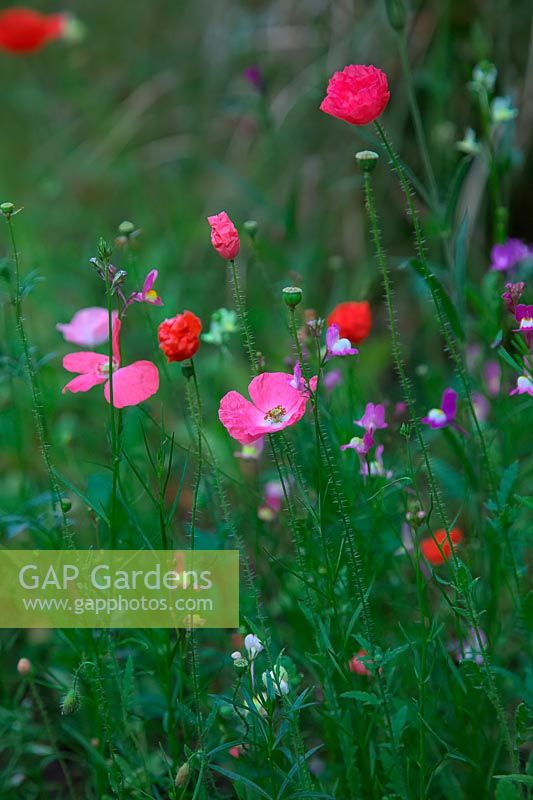 Papaver rhoeas 'Shirley Poppy' and Linaria maroccana in an annual flower mixture