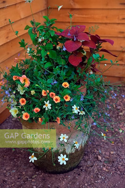 Hose in hose or stacked pots planted with summer annuals - 
smaller pot had lost its bottom - Calibrachoa 'Coral Reef', Coleus 'Campfire', 
Bidens 'Pirates Pearl', Lobelia richardsonii hort.