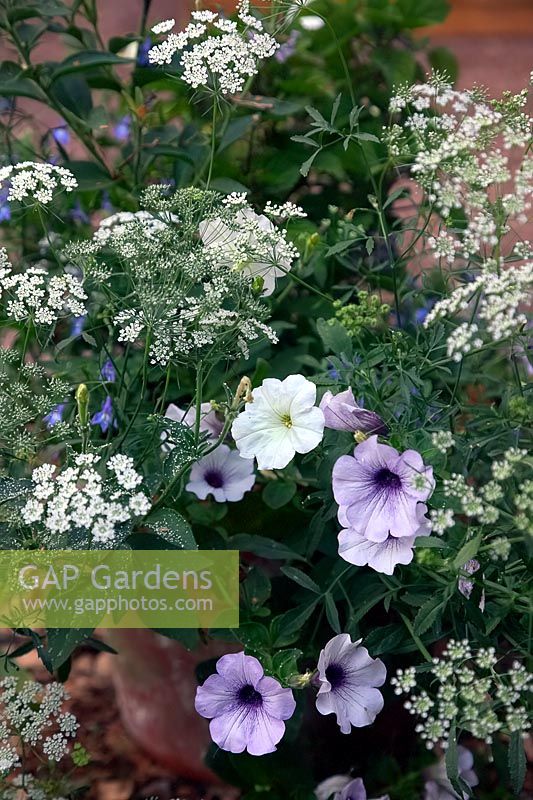 Summer pots with Petunia axillaris, Petunia 'Blue Vein' and Ammi major 'Graceland'