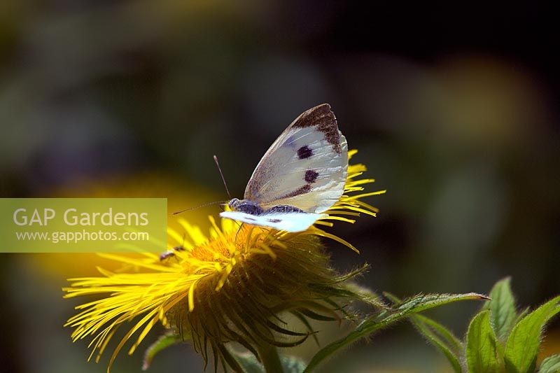 Green veined white butterfly - Pieris napi feeding on Inula hookeri yellow daisy flower