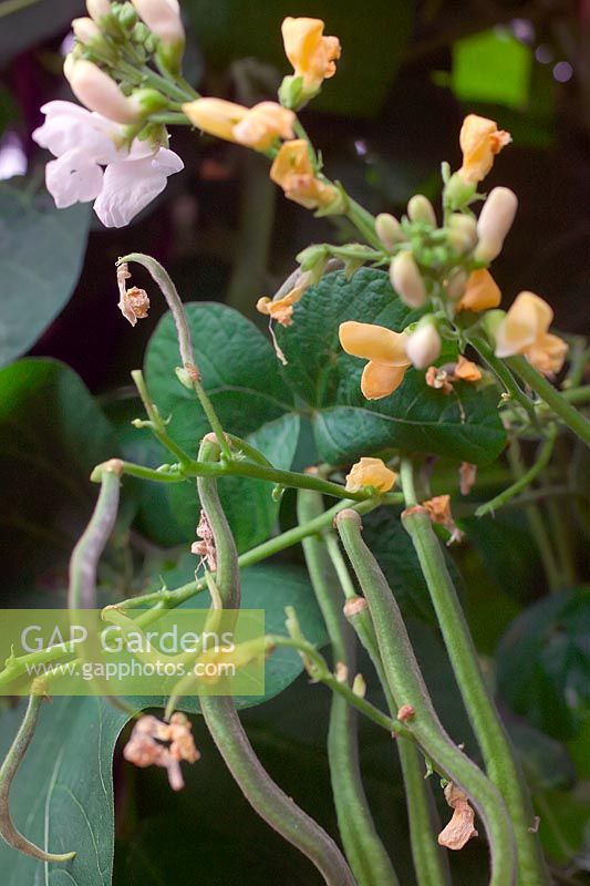 Phaseolus coccineus 'Snowstorm' - Runner Bean flower and beans