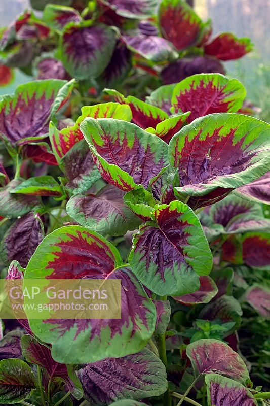 Amaranthus 'Passion' - Chinese Spinach, Yin choi, Lin Choi