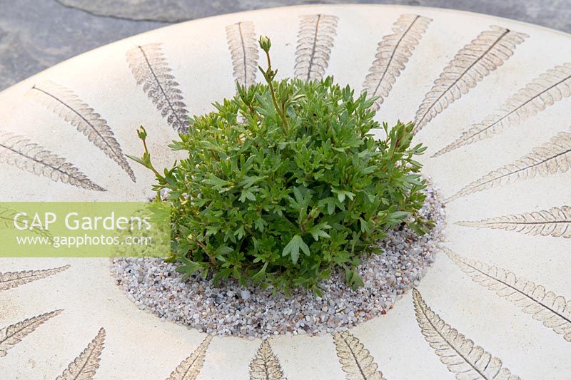 Plant growing in ceramic container with fern pattern, 'The Collector's Garden', RHS Malvern Spring Festival, 2018. 