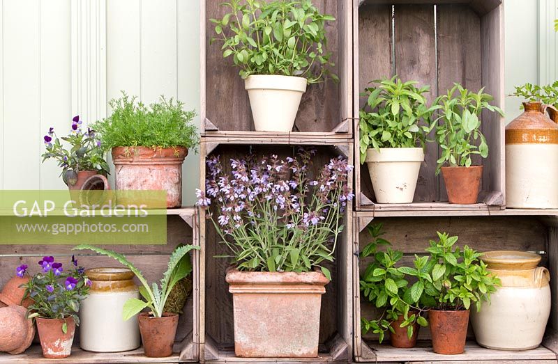 Various old terracotta pots planted with herbs and displayed in old wooden apple crates. 'The Perfumer's Garden', RHS Malvern Spring Festival, 2018.