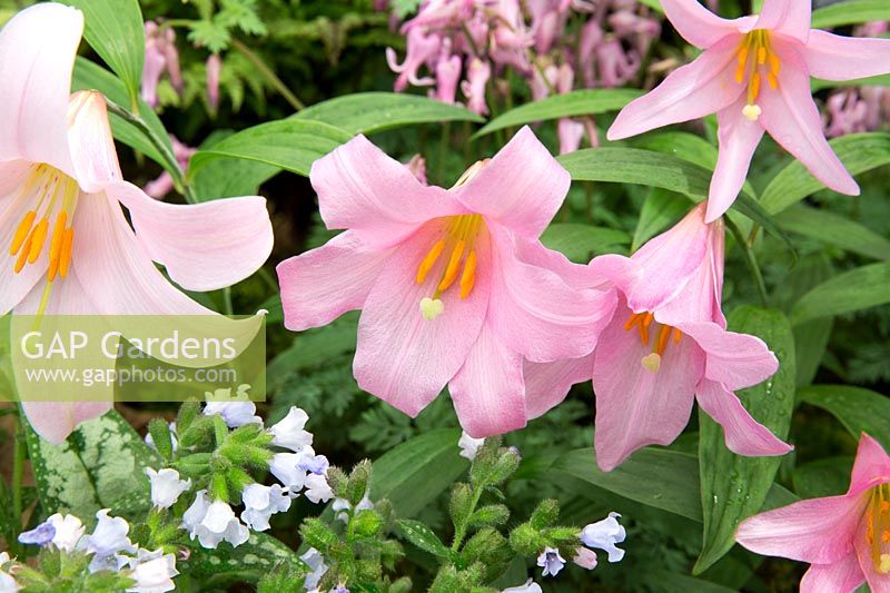 Lilium rubellum - Otome Yuri or Maiden Lily