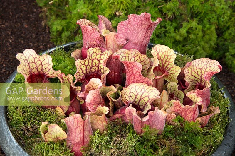 Sarracenia purpurea ssp. venosa - Carnivorous pitcher plant