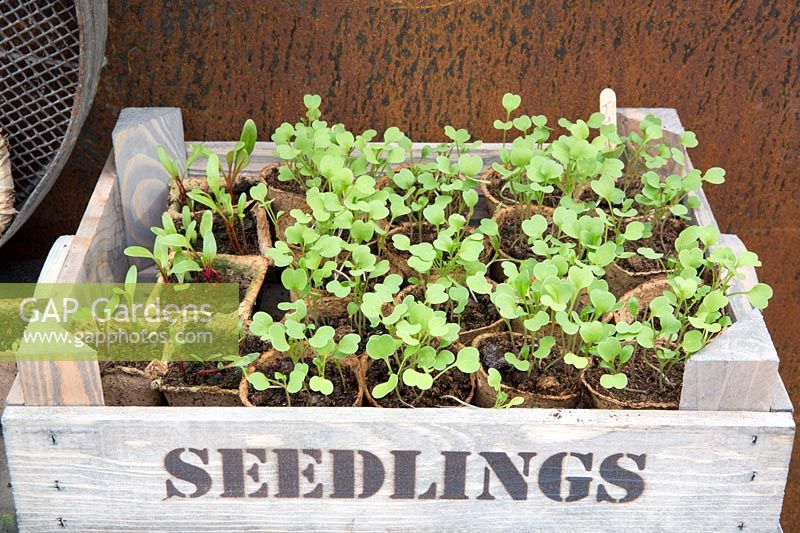 Rocket and Chard seedlings growing in recycled cardboard pots in wooden seedling box, Hillier Nurseries stand RHS Chelsea Flower Show, 2018. 
