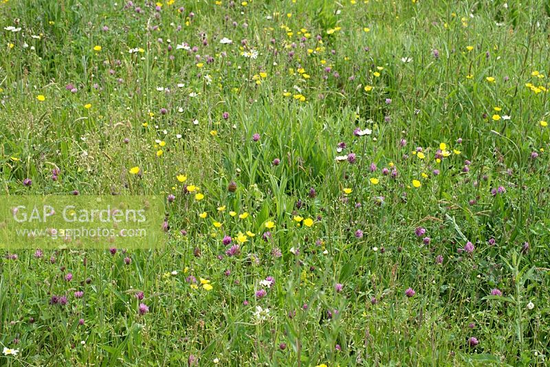 Buttercups, clover, Leucanthemum vulgare - ox eye daisy and grasses in a 
wildflower meadow. Wakelins Willow, Suffolk