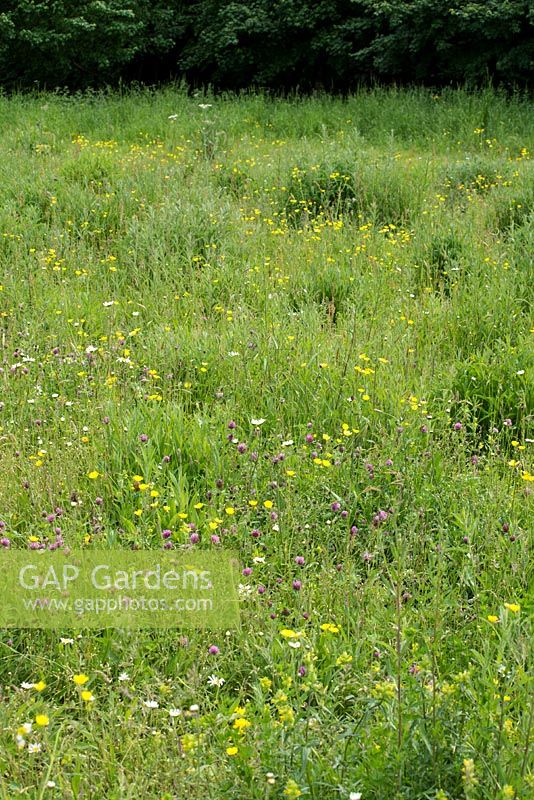 Buttercups, clover and grasses in wildflower meadow, Suffolk