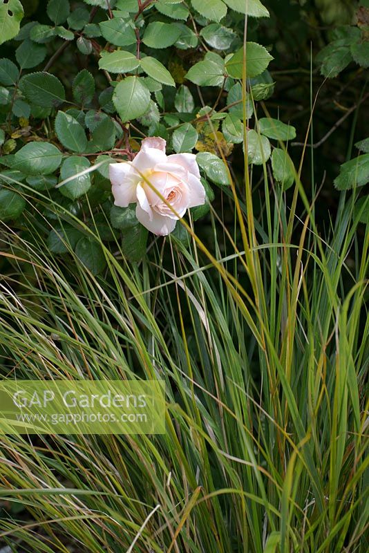 Anemanthele lessoniana Syn Stipa arundinacea with a Rosa - rose. Wakelins Willow, Suffolk