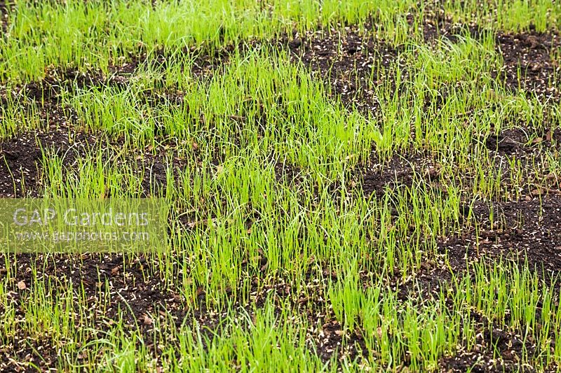 Tender green grass seedlings emerging in patch of black topsoil
