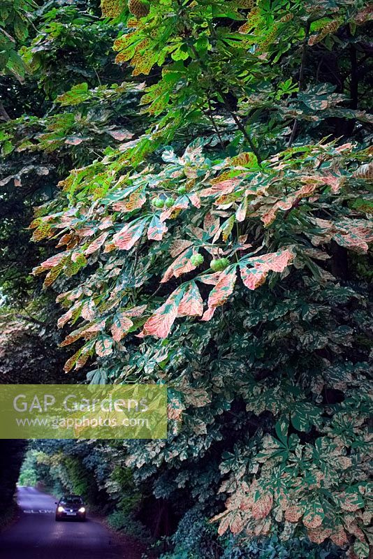 Cameraria ohridella - Horse chestnut leaf-mining moth.