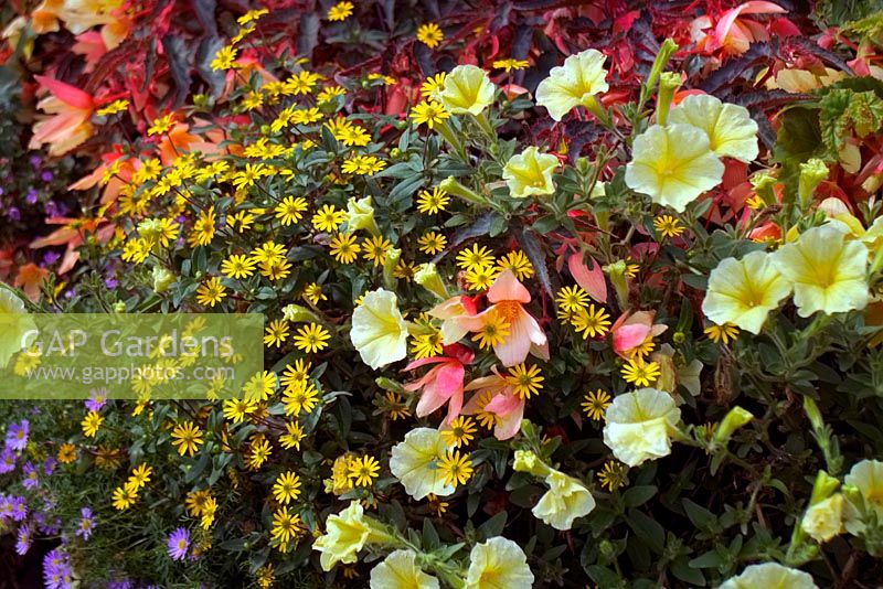 Petunia 'Surfinia Yellow Dream' with Sanvitalia procumbens and Begonia 'Starshine yellow'