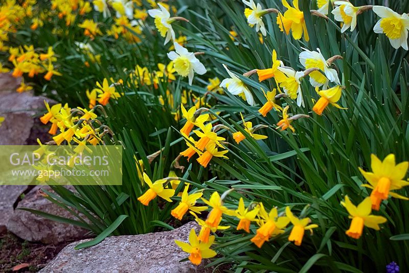 Narcissus 'Jetfire' with Narcissus 'Ice Follies' 