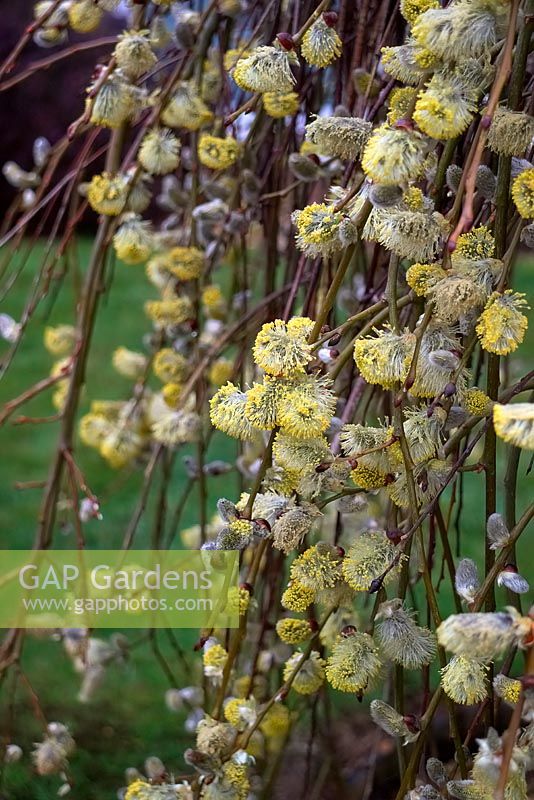 Salix caprea 'Kilmarnock' - Willow