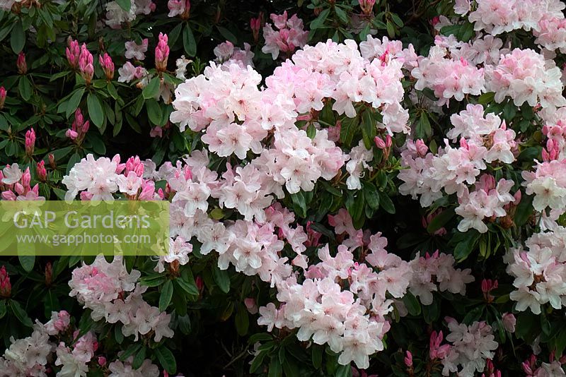 Rhododendron 'Mother of Pearl'