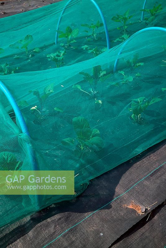 Plastic netting and ground cover mypex fabric used to protect brassicas on an allotment. 