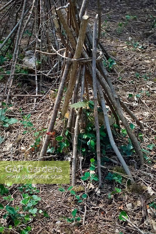 Wooden teepees protecting new growth on newly coppiced hazel - Corylus avellana. 