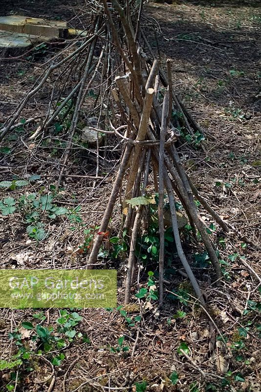 Wooden teepees protecting new growth on newly coppiced hazel - Corylus avellana.